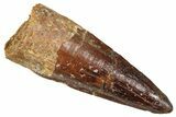 Fossil Spinosaurus Tooth - Real Fossil Tooth #372913-1